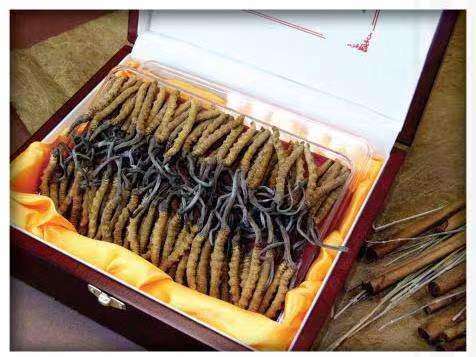 囊谦冬虫夏草回收